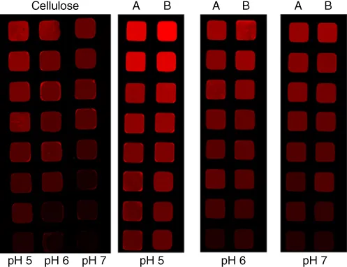 Photo illustrating the interaction capacity of cellulose (3-carboxypropyl)trimethylammonium chloride esters with fluorescene-labeled bovine serum albumin at different pH values (pH 5, pH 6, and pH 7).