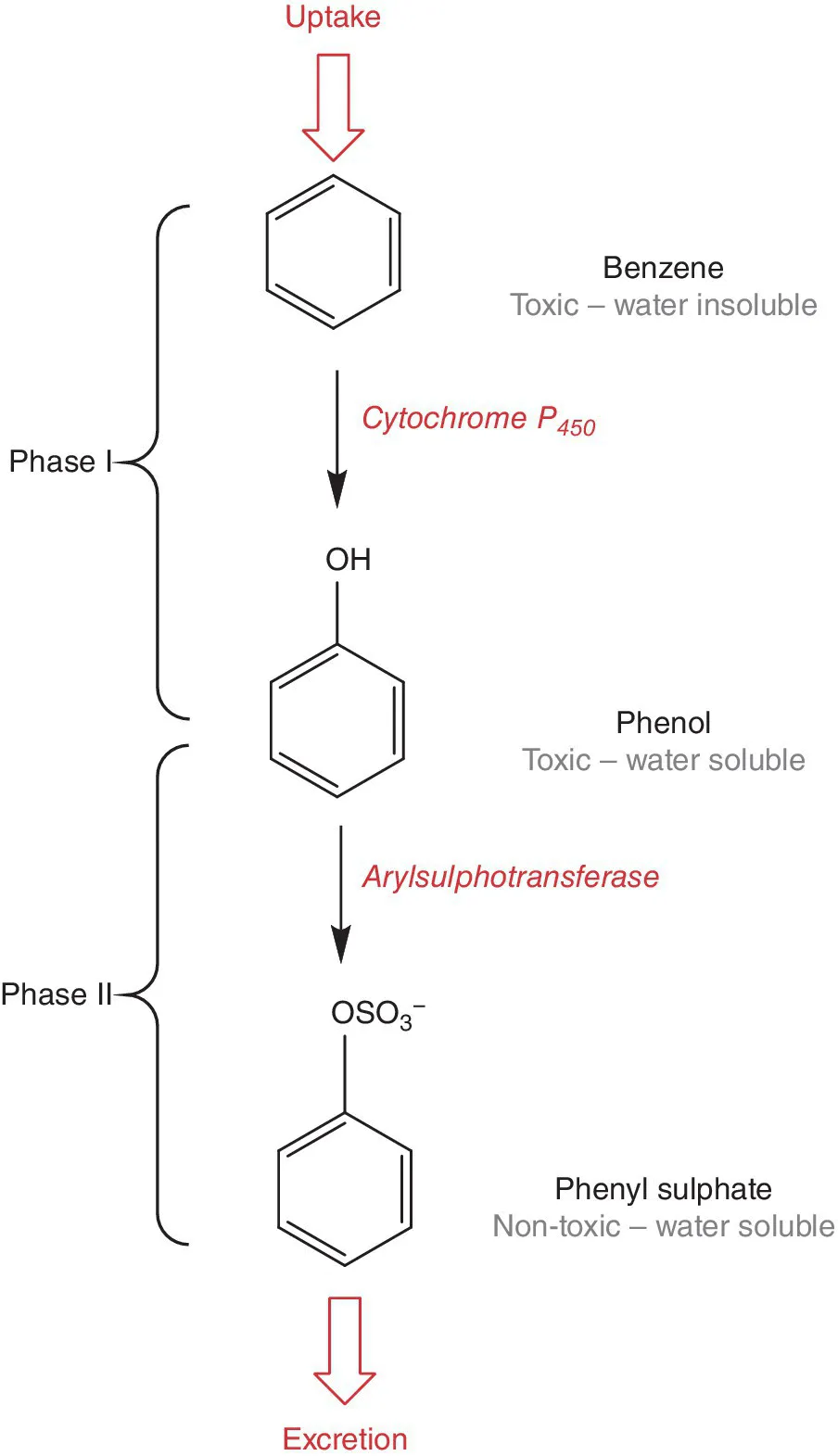 Flow diagram illustrating the phase I and II metabolism for a simple compound, displaying downward arrows from “Uptake” to skeletal formula of benzene, to phenol, to phenyl sulphate, and to “Excretion.”