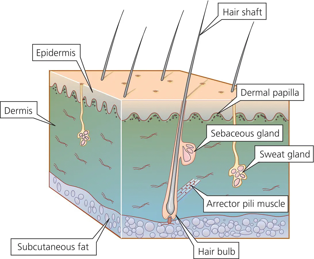 Structural diagram of the skin, with labels hair shaft, dermal papilla, sebaceous gland, sweat gland, arrector pili muscle, hair bulb, subcutaneous fat, dermis, and epidermis.