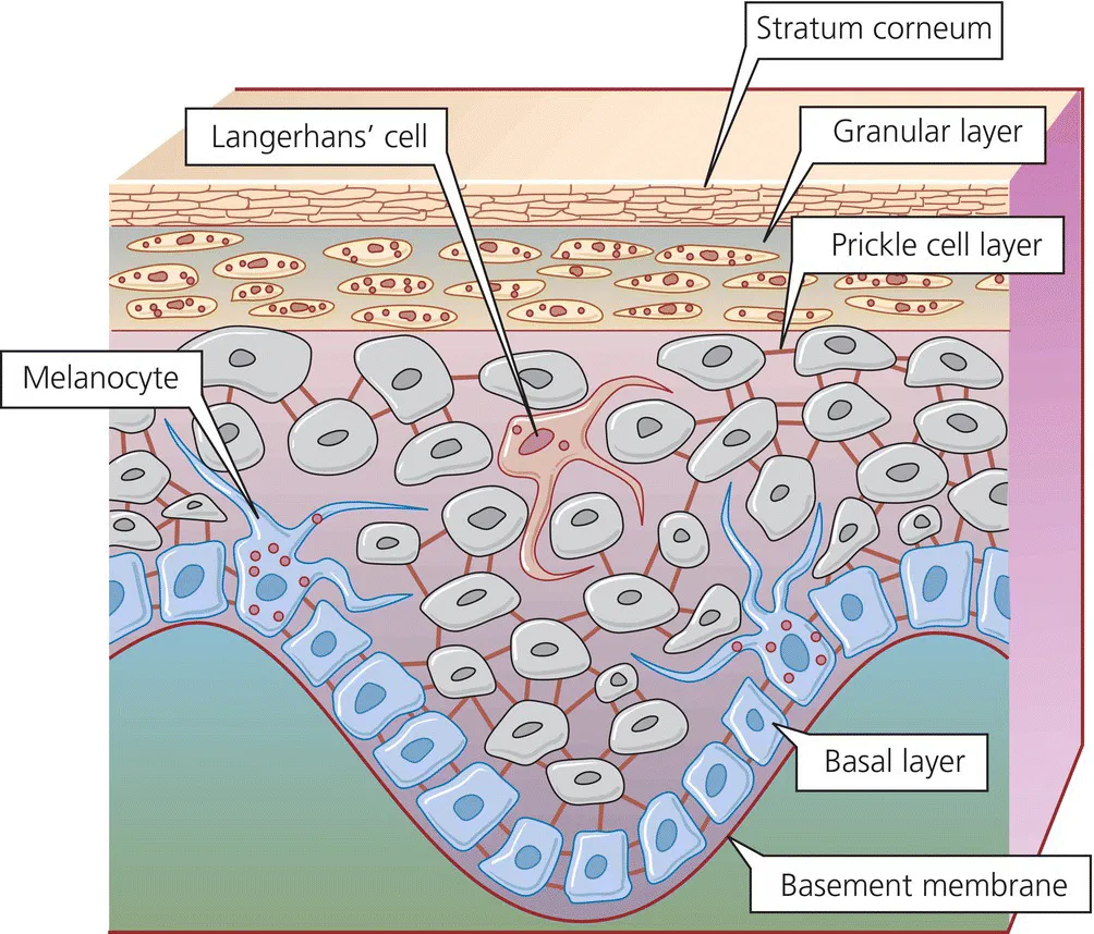 Schematic diagram of the epidermis, with labels horny layer, granular layer, prickle cell layer, basal layer, basement membrane, melanocyte, and Langerhans's cell.