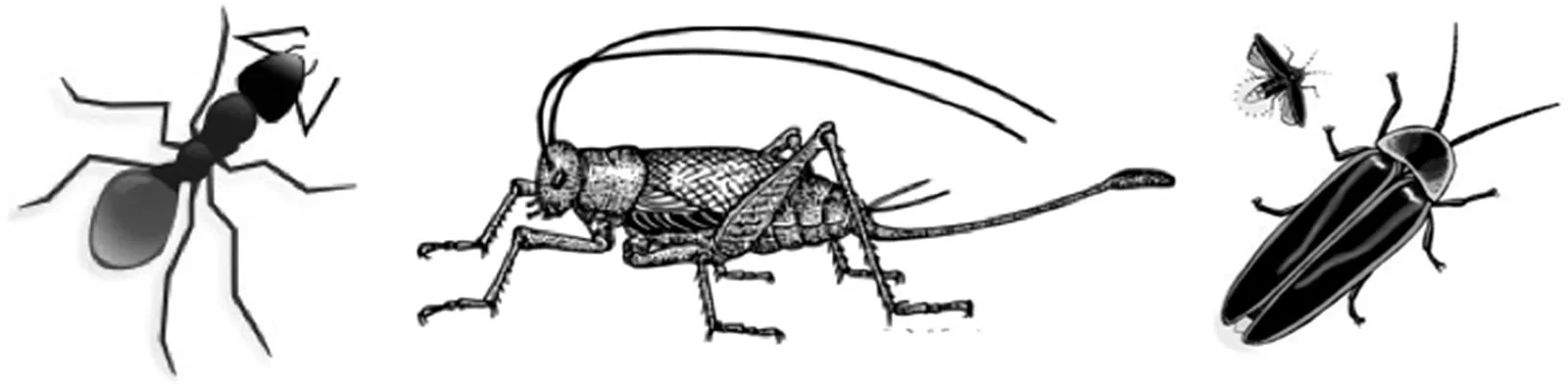 Illustration of an ant, a cricket, and 2 fireflies.
