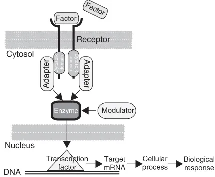 Schematic for general signal transduction pathway.