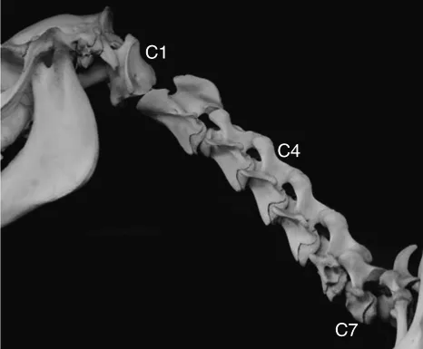 Figure depicting the lateral view of an articulated osteological preparation of the neck of a young horse that possess seven cervical vertebrae, C1 to C7.