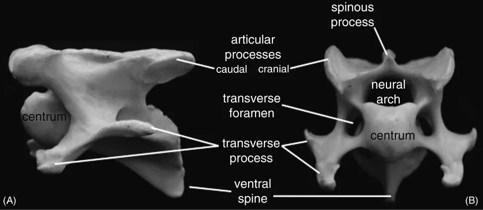 Figure depicting (A) lateral view of equine C4 vertebra and (B) cranial view of C5. Centrum, articular processes, transverse foramen, transverse process, ventral spine, and neural arch are labeled in the figure.