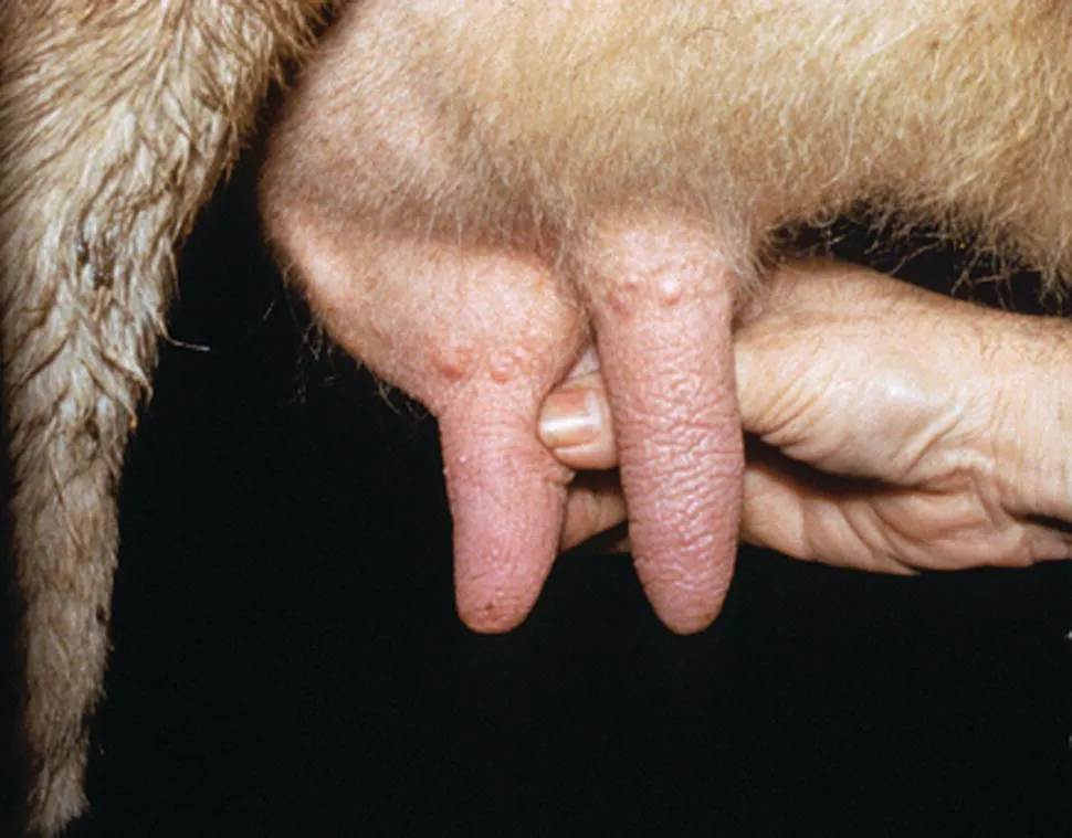 Image described by caption.