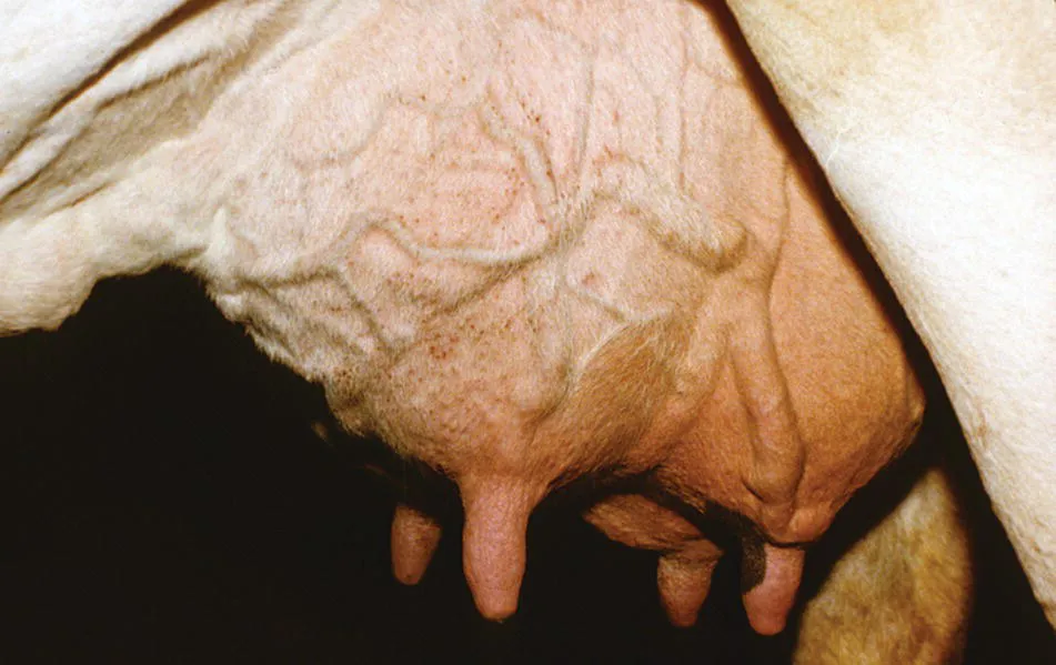 Image described by caption.