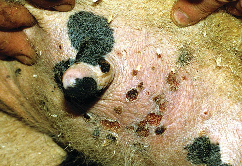 Image described by caption.