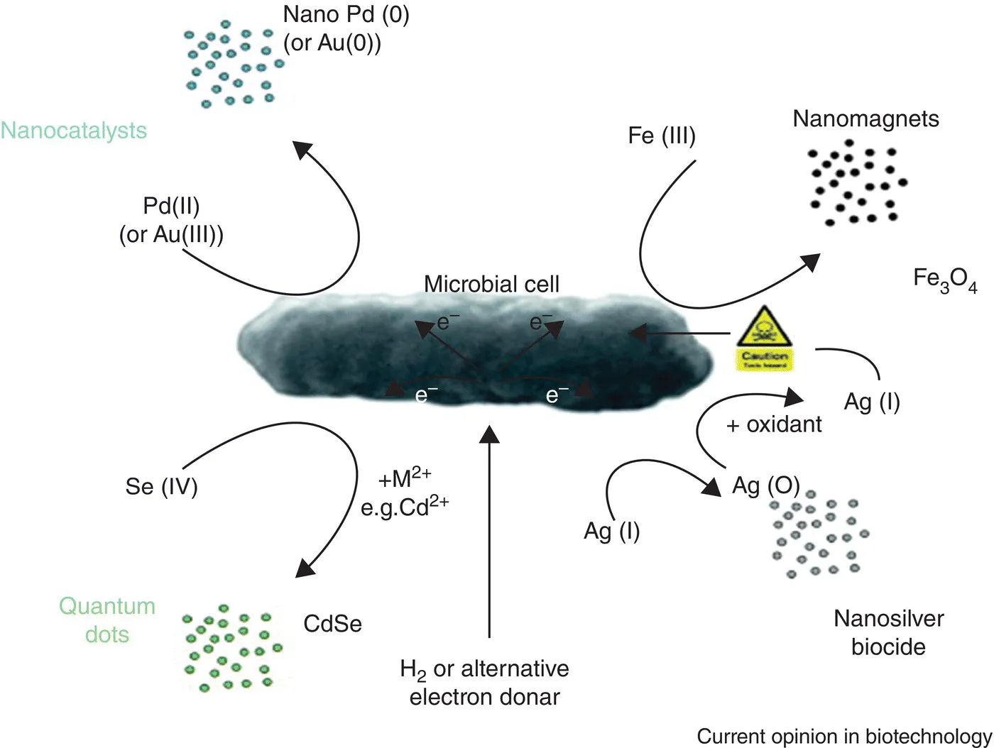 c1-fig-0001