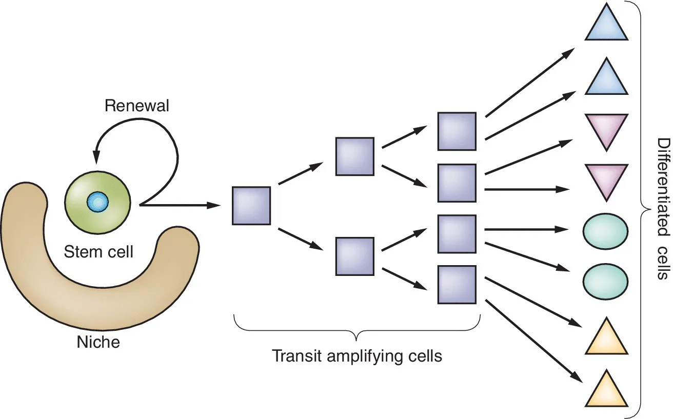 A consensus diagram illustrating the stem cell behavior indicating key abilities of self-renewal and differentiated progeny of the first two items. The second item indicates the “destined to differentiate”.