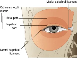 Figure depicting the diagram of human eye and its surrounding areas: medial palpebral ligament, orbicularis oculi muscle (orbital- and palpebral parts) and lateral palpebral ligament.