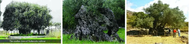 Image described by caption.