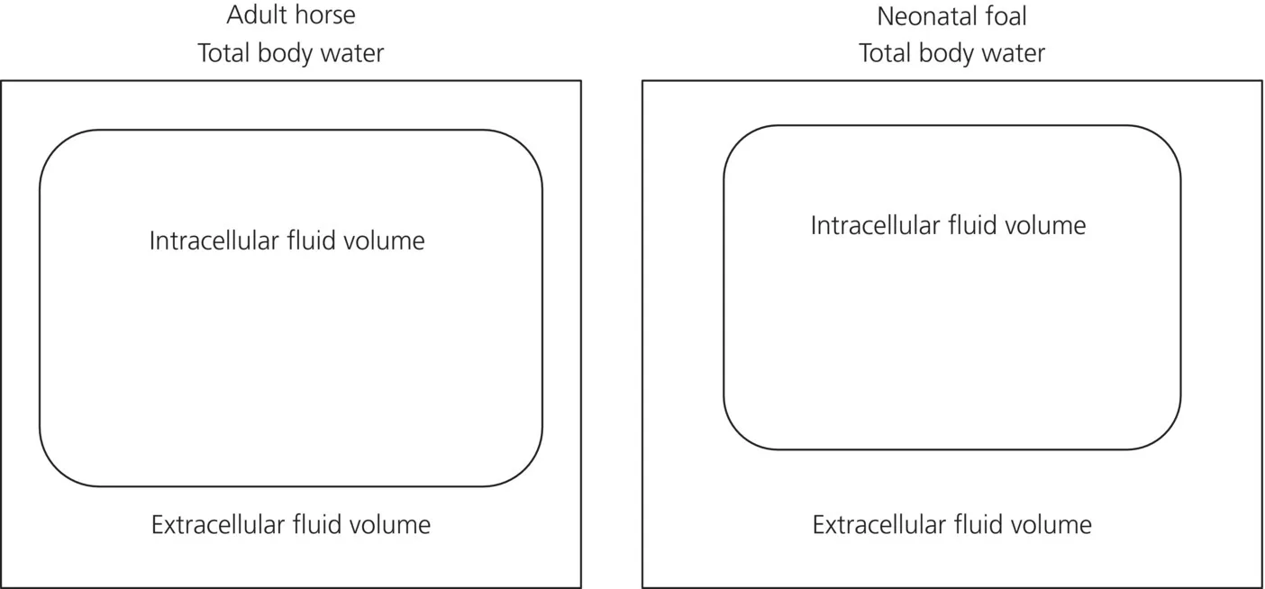 c1-fig-0002