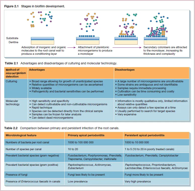 Figure shows biofilm development stages. 
First table details advantages and disadvantages of culturing and molecular technology.
Second table compares microbiological features of primary and persistent apical periodontitis.
