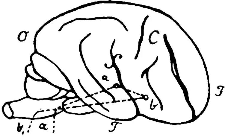 First schema of language functions in the brain, by Carl Wernicke depicted by a sketch of a brain with dashed triangle having symbols of α, β, σ, C, etc.