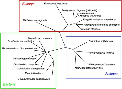 Tree diagram shows representatives of Eukarya, Archaea and Bacteria with each node representing prevotella albens, neisseria gonorrheae, trichomonas vaginalis et cetera.