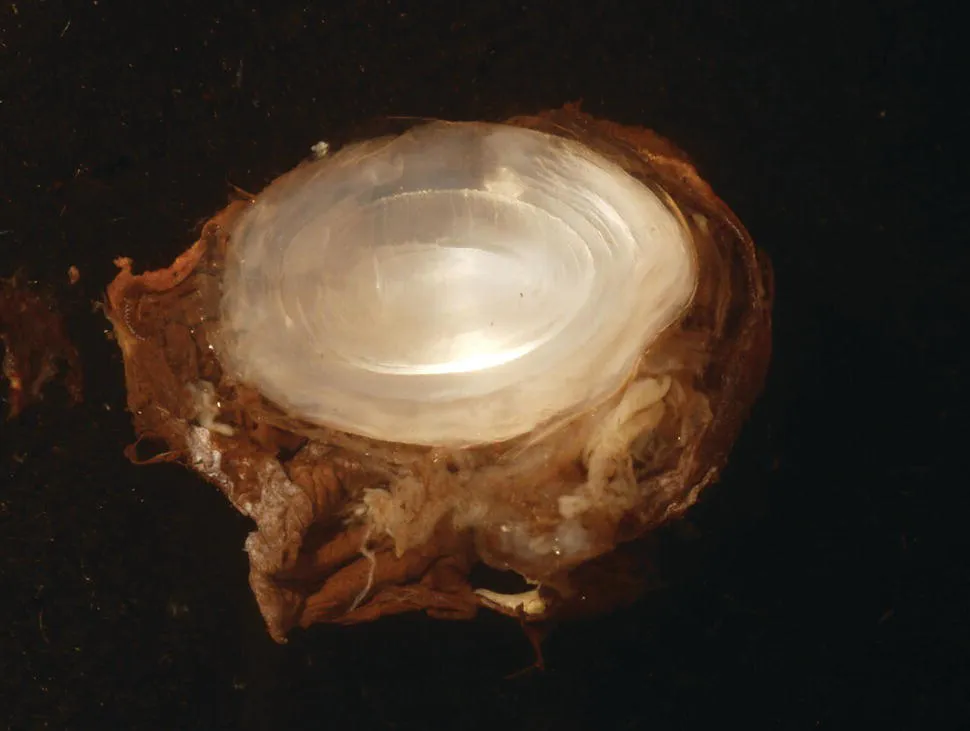 Image described by caption.