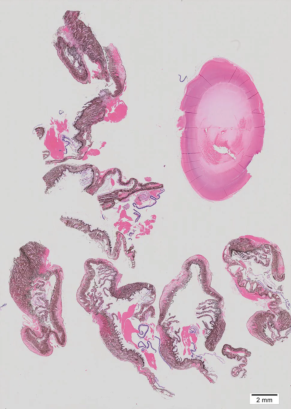 Image described by caption.