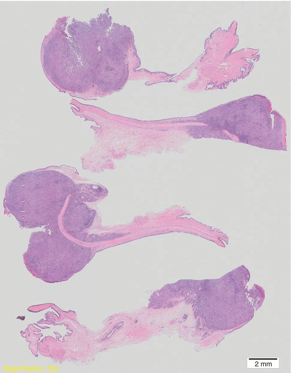 Image described by caption.