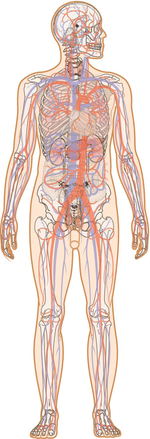 Illustration of the human biological structures and systems that continue to develop through childhood, adolescence, and into adulthood.