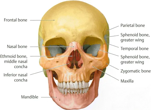 Coloured pictorial representation illustrates an anterior (front) view of the human skull depicting various parts such as frontal bone, parietal bone, sphenoid bone, temporal bone, zygomatic bone, maxilla, nasal bone, ethmoid bone, inferior nasal concha and mandible.