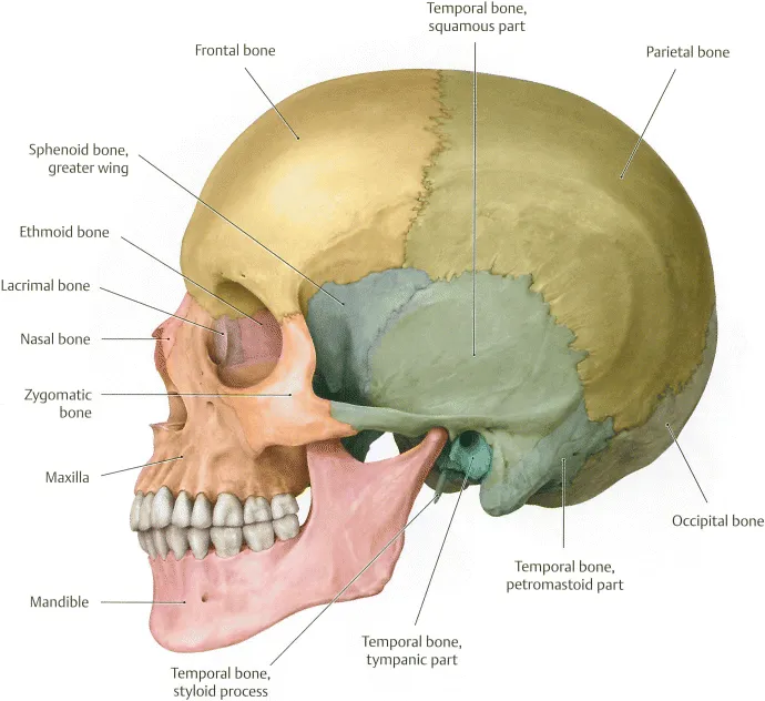 Coloured pictorial representation illustrates a lateral (side) view of the human skull depicting various parts such as frontal bone, parietal bone, sphenoid bone, temporal bone, occipital bone, zygomatic bone, maxilla, nasal bone, ethmoid bone, lacrimal bone, and mandible.