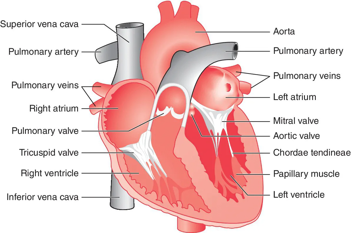 Schematic of the heart with lines pointing at its parts labeled superior vena cava, aorta, pulmonary artery, right atrium, left atrium, mitral valve, aortic valve, pulmonary valve, tricuspid valve, etc.