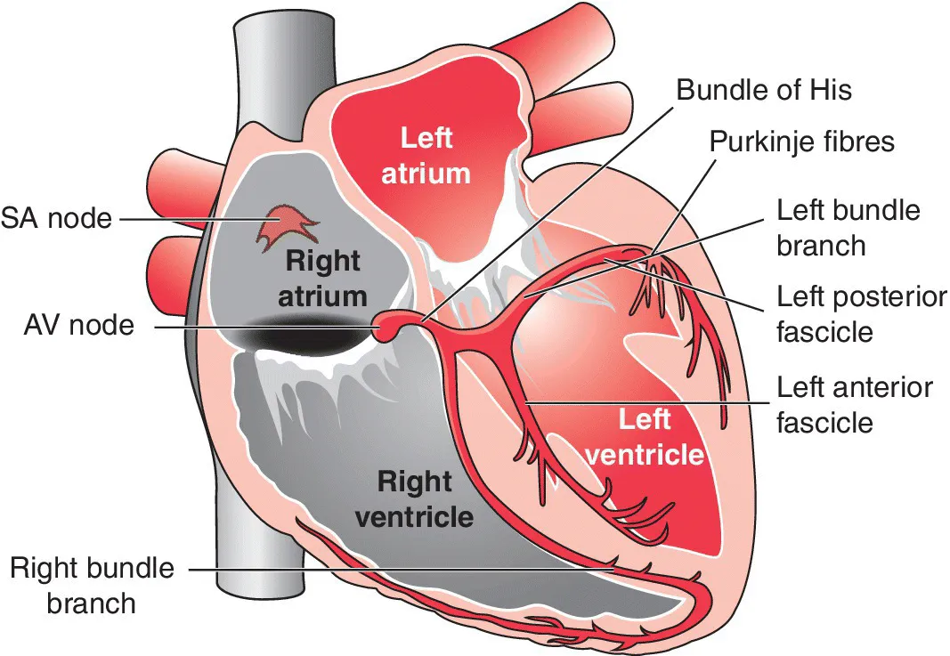 Cross section of the heart displaying its chambers with lines pointing at the SA and AV nodes, left and right bundle branches, left posterior fascicle, left anterior fascicle, Purkinje fibres, and bundle of His.