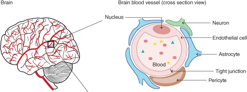 Cellular components of the blood-brain barrier (cross-section view).