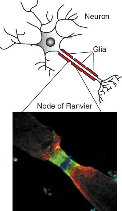 Image described by caption and surrounding text.