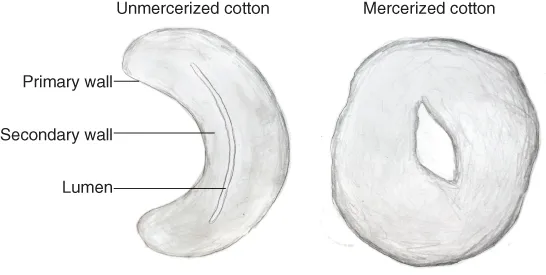 Physical structure of unmercerized (left) and mercerized (right) cotton fibers with lines indicating the primary wall, secondary wall, and lumen. A ruler is placed above the unmercerized cotton fiber.