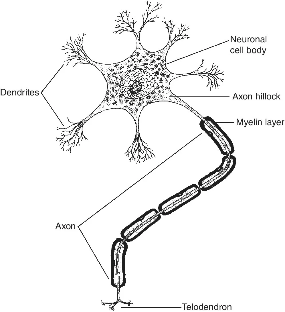 Drawing illustrating the component parts of a neuron, namely, dendrites, neuronal cell body, axon hillock, myelin layer, axon, and telodendron.