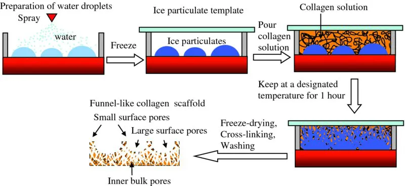 Diagram shows preparation of water droplets leads to ice particulate template to collagen solution to keep at designated temperature for 1 hour to funnel-like collagen scaffold.