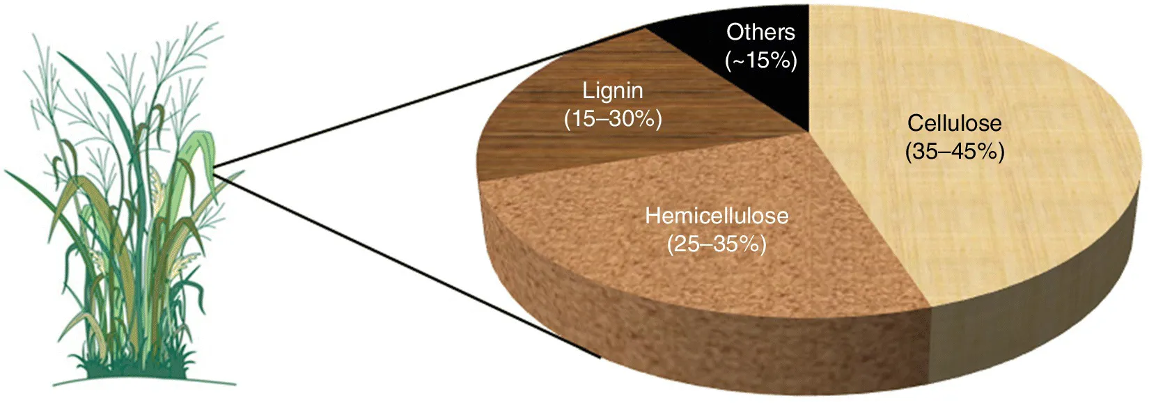 3-Dimensional pie chart of chemical composition of lignocellulosic biomass consisting of lignin (15 to 30%), hemicellulose (25 to 35%), cellulose (35 to 45%), and others (15%).