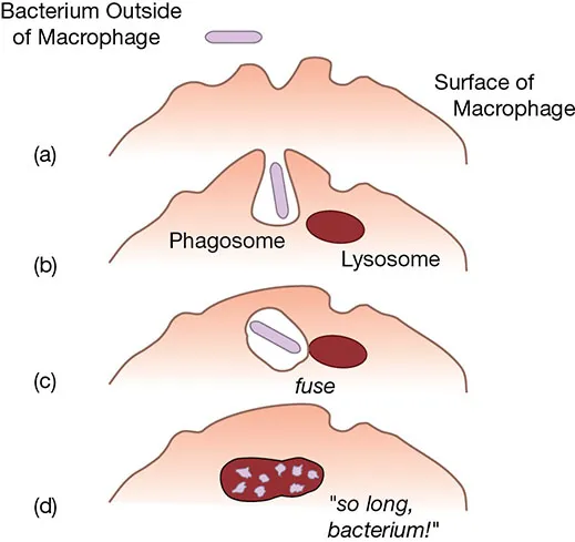 Figure shows (a) Macrophage encounter with bacterium (b) Macrophage engulfs bacterium. (c) Bacterium fuses with lysosome inside macrophage. (d) Bacteria destroyed by lysosome enzymes.