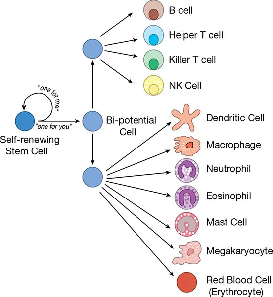 Figure shows stem cell division and differentiation. One daughter cell divides into B cell, Helper T cell, Killer T cell, NK cell. Second daughter cell divides into Dendritic cell, Macrophages, Neutrophil, Eosinophil, Mast cell, Megakaryocyte, RBC.