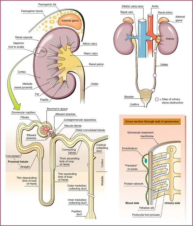 Diagram of kidney has nephron which is a tubular structure having bowman’s space, et cetera. Three sites of urinary stone obstruction on ureter. Cross-section of glomerulus below.