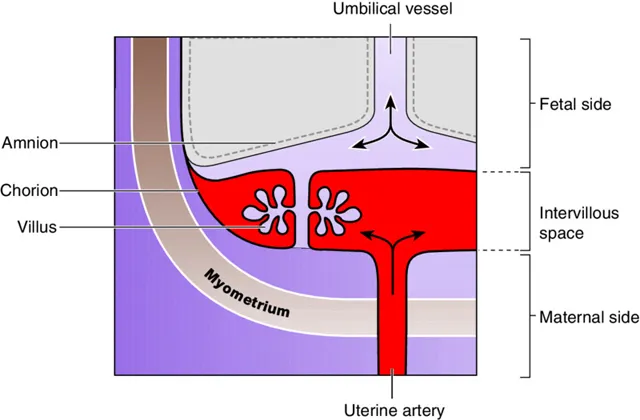 Diagram shows perfusion of blood from placental structures with plots for umbilical vessel, chorion, villus, myometrium, fetal  side, intervillous space, maternal side, et cetera.