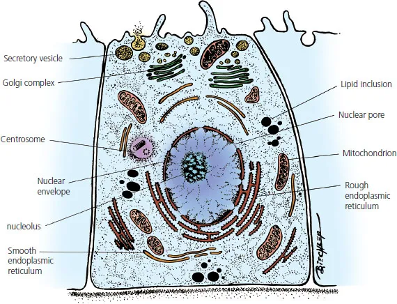 Diagram shows organization in general of cell with schematics and plots for secretory vesicle, lipid inclusion, nuclear pore, Golgi complex, nucleolus, mitochondrion, et cetera.