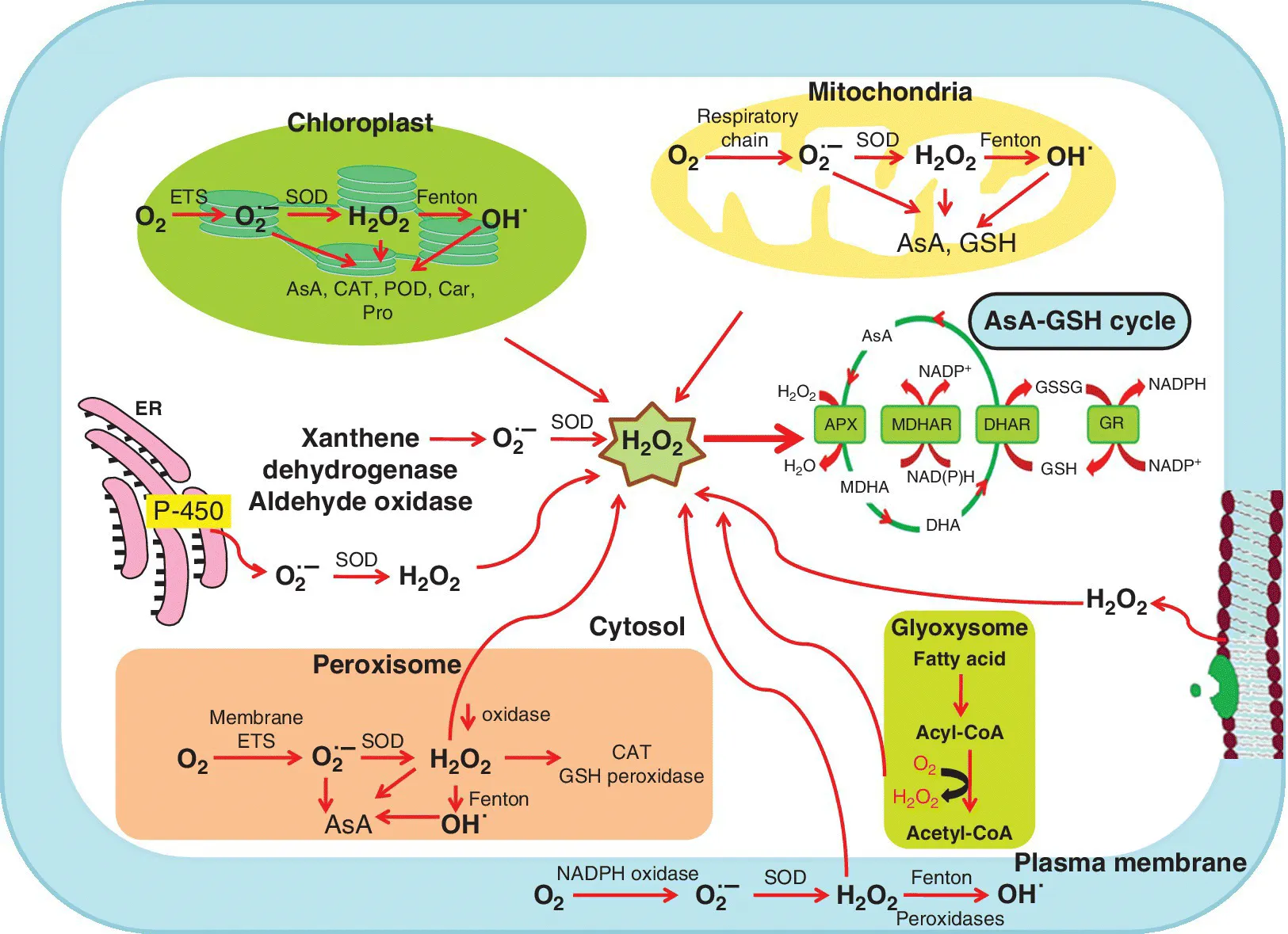 Image described by caption.