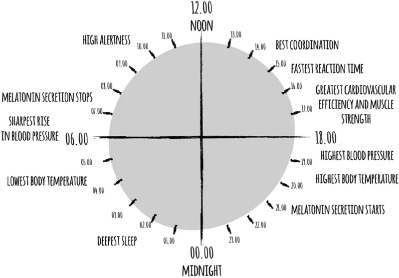 Image shows a typical body clock. The most productive time is first thing in the morning. It shows for the majority of us our peak alertness is at 10 am and our best coordination is at around 2.30 pm.