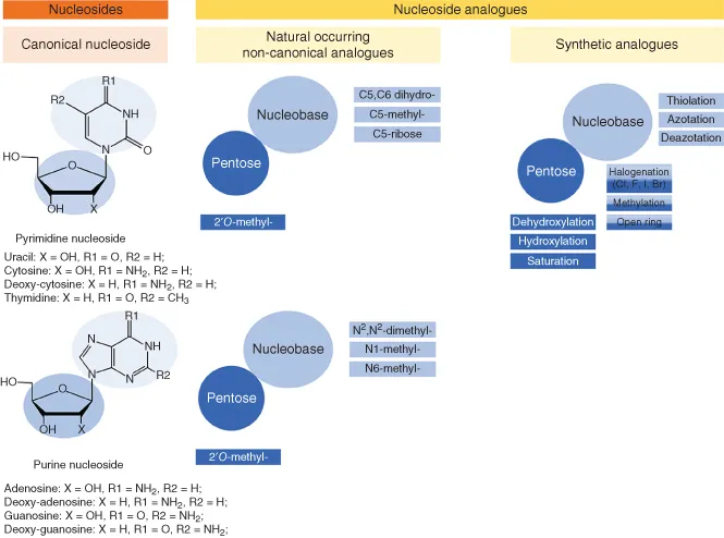 Chemical structural diagrams with chemical formulas for Nucleosides: Pyrimidine nucleoside, Purine nucleoside and chemical names of Nucleoside analogues: Natural occurring non-canonical analogues, Synthetic analogues.
