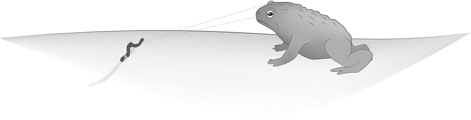 An illustration of a toad with dashed lines from its eyes connecting to the worm on the ground and a schematic diagram of converging pathways involved in visual predation in toads.