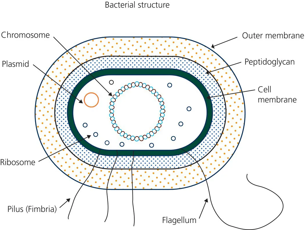 Structure of a bacterial cell displaying the chromosome, plasmid, ribosome, pilus (fimbria), flagellum, cell membrane, peptidoglycan, and outer membrane.