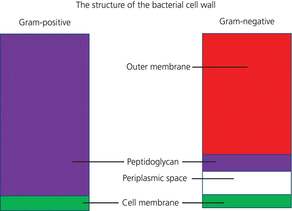 2 Vertical rectangles depicting the basic structure of Gram-positive (left) and Gram-negative (right): outer membrane (red), peptidoglycan (violet), periplasmic space (white), and cell membrane (green).