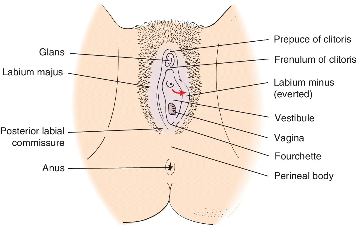 Illustration of the vulva with prepuce of clitoris, glans, frenulum of clitoris, labium majus, labium minus (everted), vestibule, vagina, fourchette, posterior labial commissure, perineal body, and anus labeled.