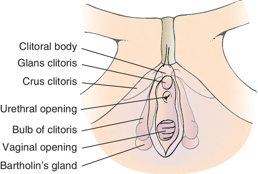 Illustration of the vulva with parts labeled clitoral body, glans clitoris, crus clitoris, urethral opening, bulb of clitoris, vaginal opening, and Bartholin’s gland.