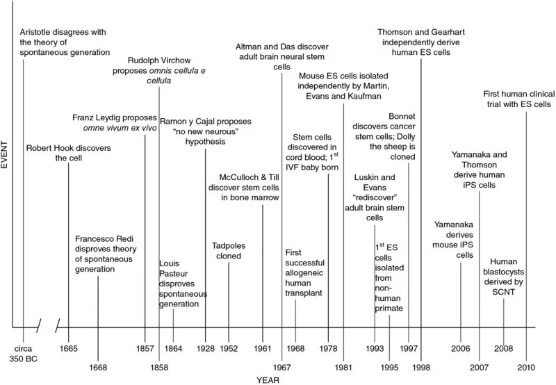 Timeline shows the historical events which include Aristotle's disagreement with the theory of spontaneous generation in 350 BC to first human clinical trial with ES cells in 2010.