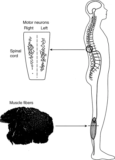 On the right-hand side is a lateral view of a human body depicting the spinal cord and muscle unit. On the left-hand side is the cross-sectional view of muscle indicating muscle fibers indicated by white dots and cross-sectional view of spinal cord indicating right and left motor neurons.