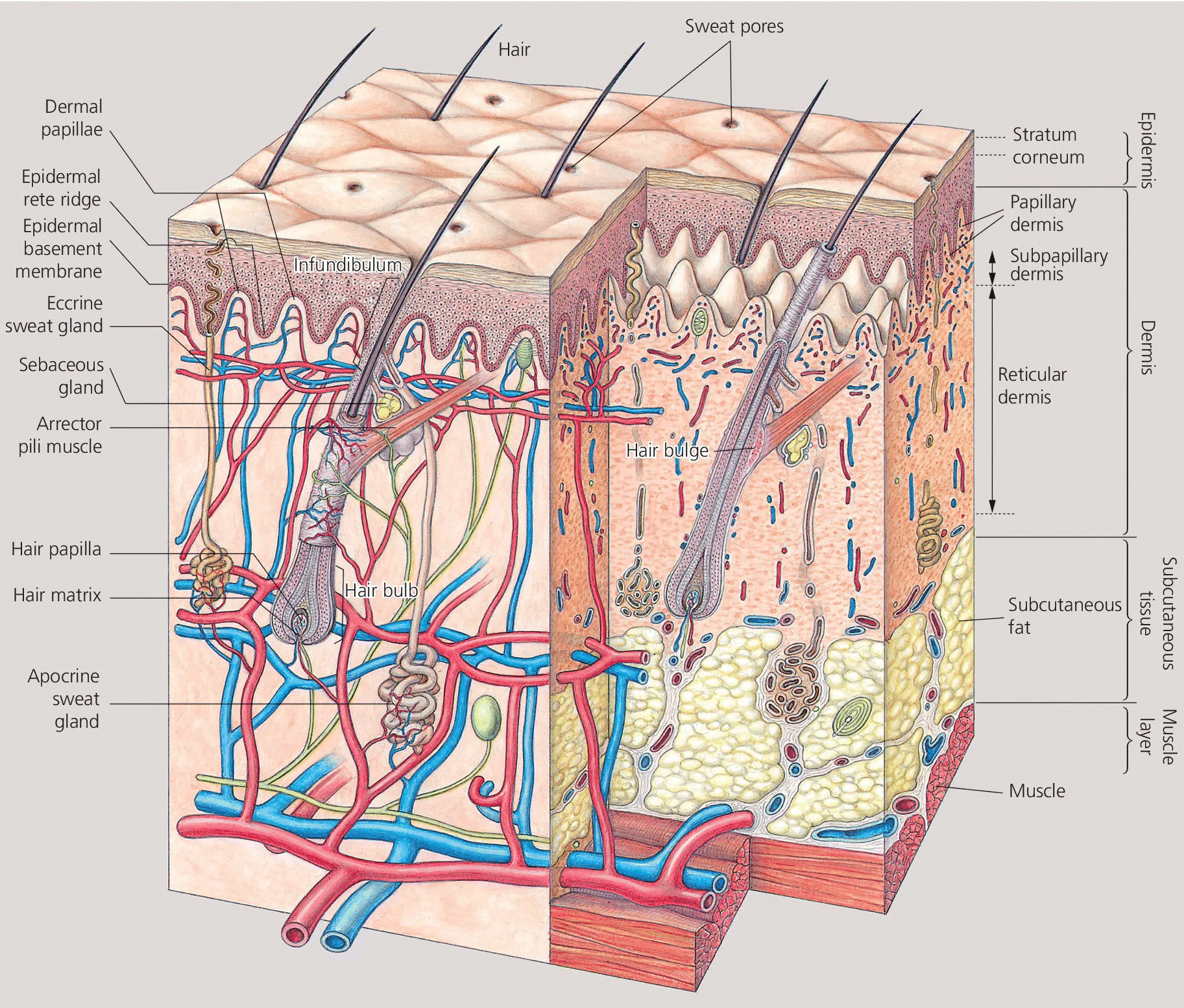 Cross-section of the skin displaying three-layer structure of epidermis, dermis, and subcutaneous tissue, with labels such as, papillary dermis, subcutaneous fat, dermal papilla, and sebaceous gland.