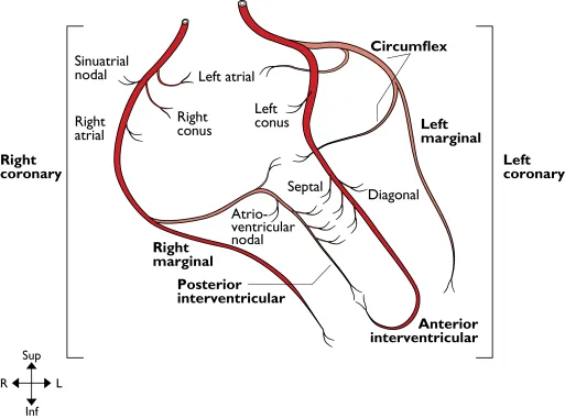 Figure depicting the left and the right coronary arteries, comprising posterior and anterior interventriculars, right marginal, left marginal and circumflex. On the bottom left corner is a four-point compass rose, where the upper and lower point indicates superior and inferior, respectively. The right and the left point depicts left and right, respectively.